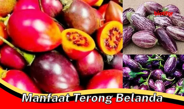 Temukan 5 Manfaat Terong Belanda yang Jarang Diketahui - Biotifor