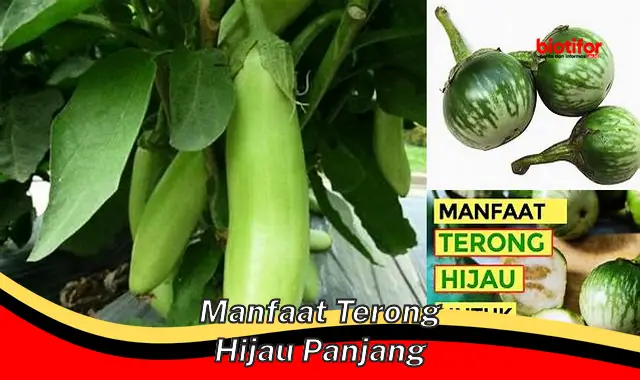 manfaat terong hijau panjang