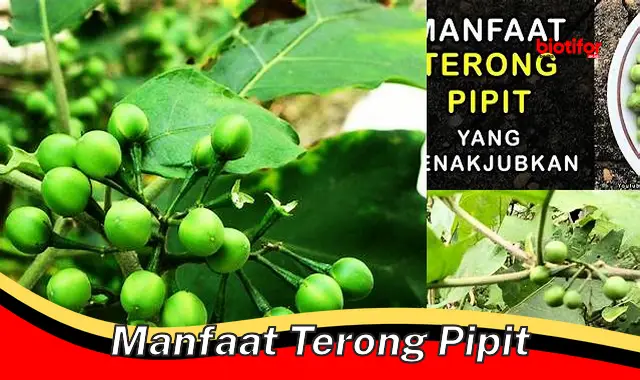 Temukan Manfaat Terong Pipit Jarang Diketahui yang Perlu Kamu Tahu