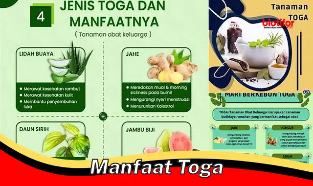 Temukan Manfaat Toga yang Jarang Diketahui yang Perlu Anda Ketahui ...