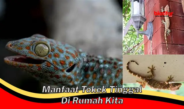 manfaat tokek tinggal di rumah kita