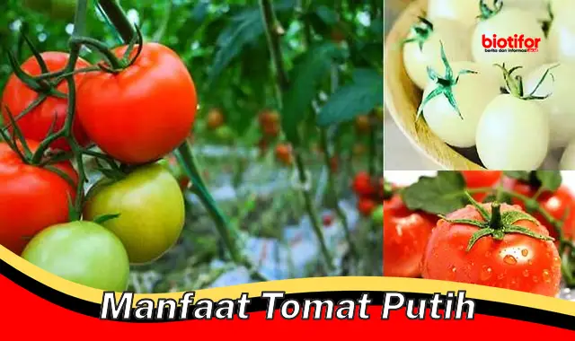 manfaat tomat putih