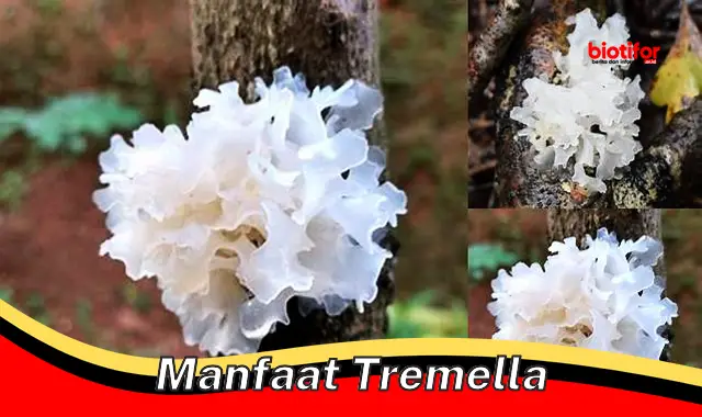 manfaat tremella