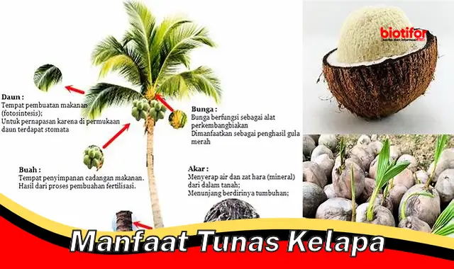 manfaat tunas kelapa