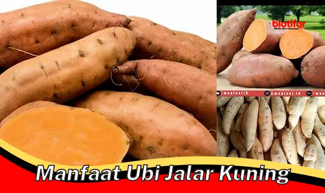 Temukan 5 Manfaat Ubi Jalar Kuning yang Jarang Diketahui