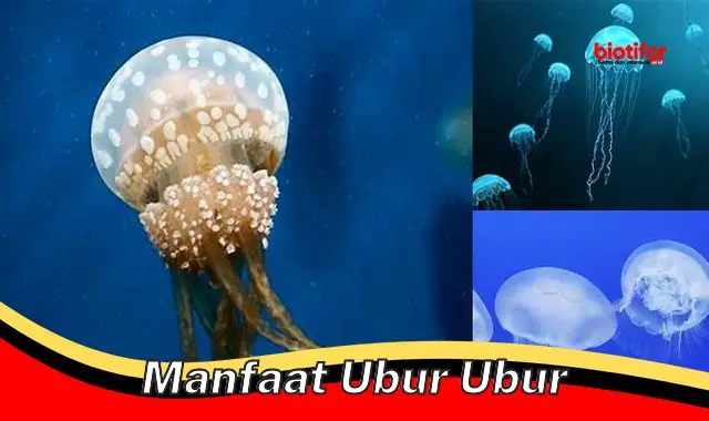 manfaat ubur ubur