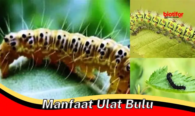 Temukan Manfaat Ulat Bulu yang Jarang Diketahui Anda - Biotifor