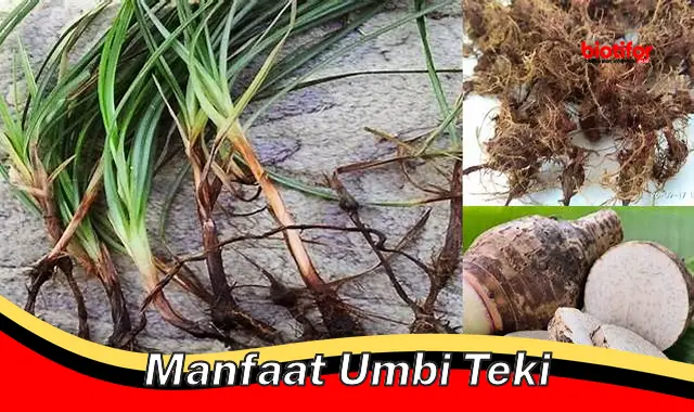 manfaat umbi teki