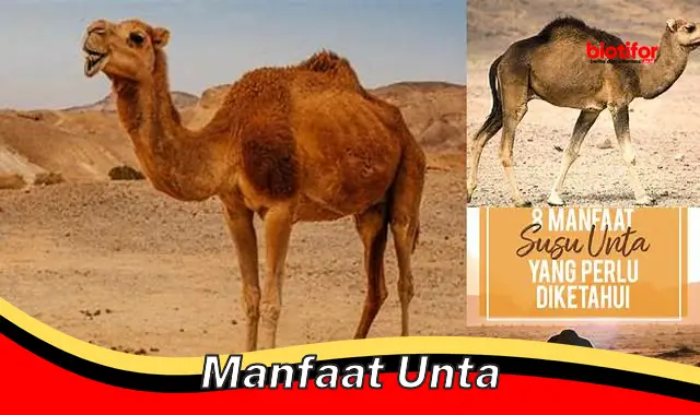 manfaat unta