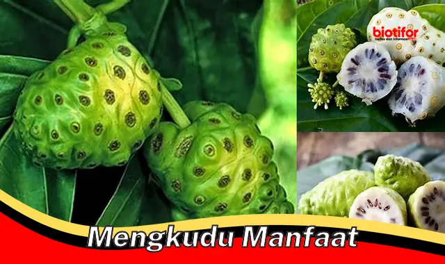 mengkudu manfaat