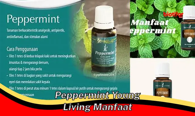 peppermint young living manfaat