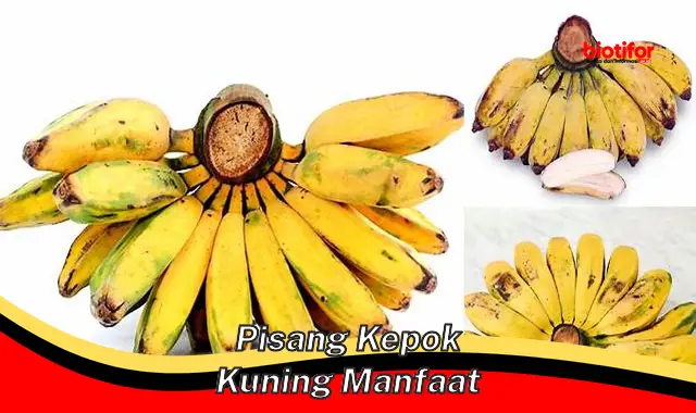 Temukan 5 Manfaat Pisang Kepok Kuning yang Jarang Diketahui