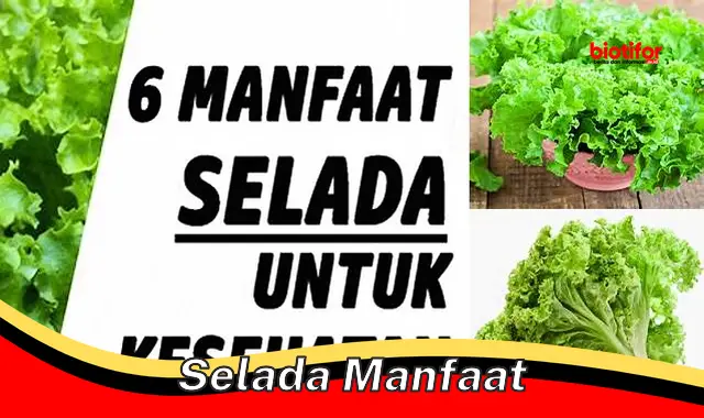 selada manfaat