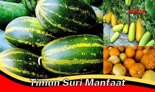 timun suri manfaat