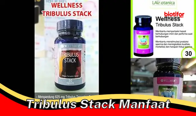 tribulus stack manfaat