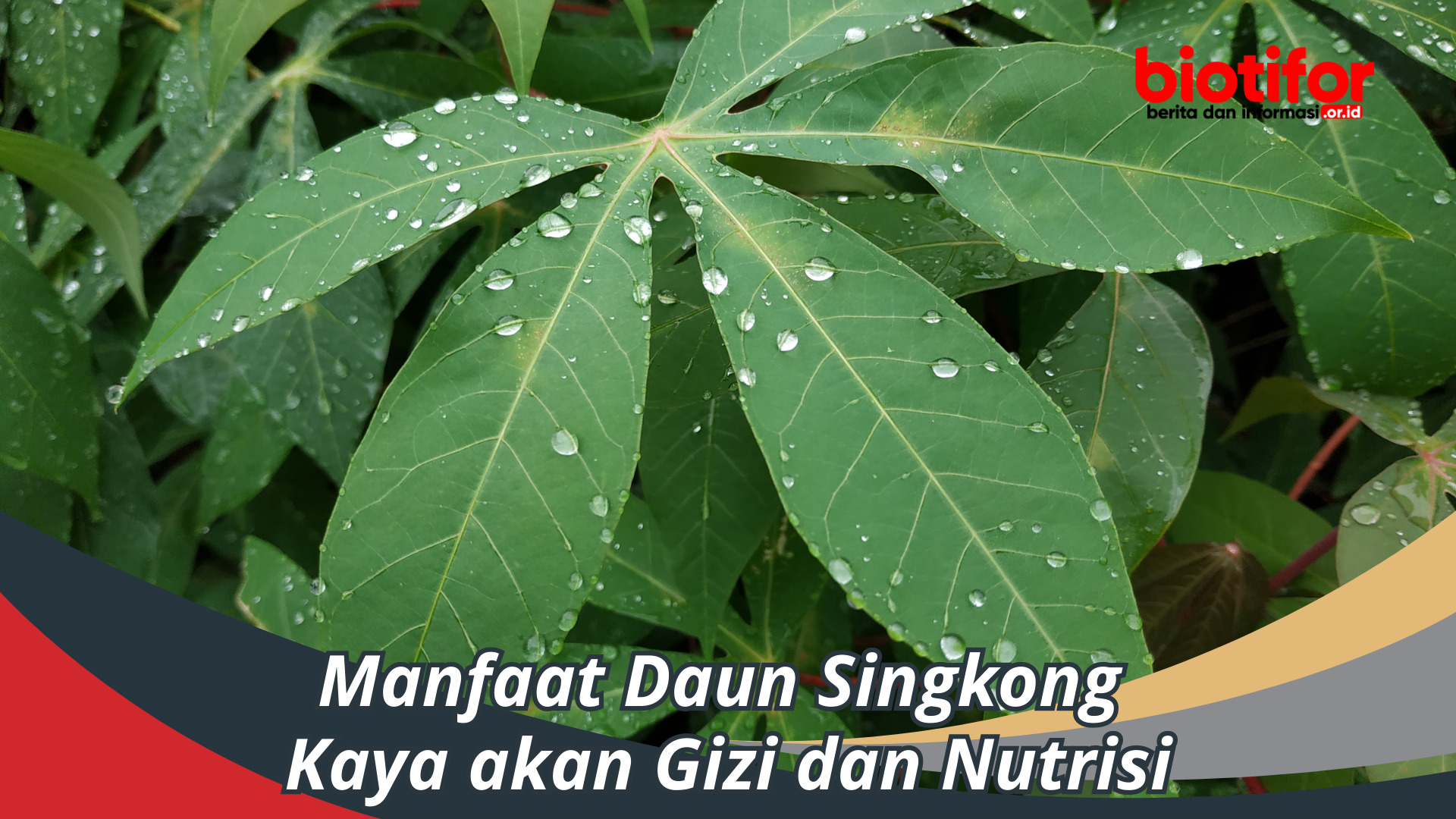 Manfaat Daun Singkong Kaya akan Gizi dan Nutrisi