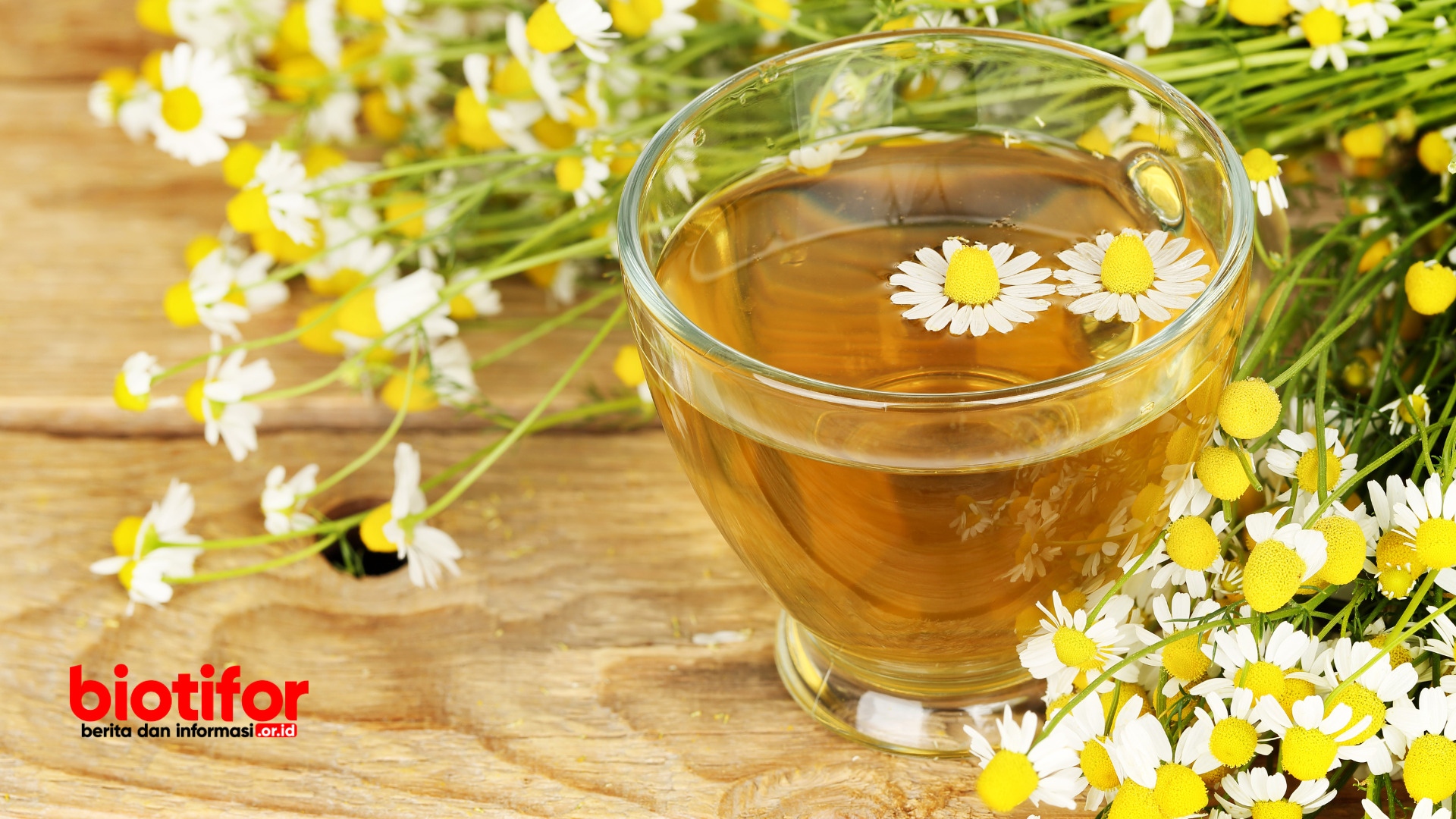 Manfaat Teh Chamomile Minuman Alami Dan Menenangkan Biotifor