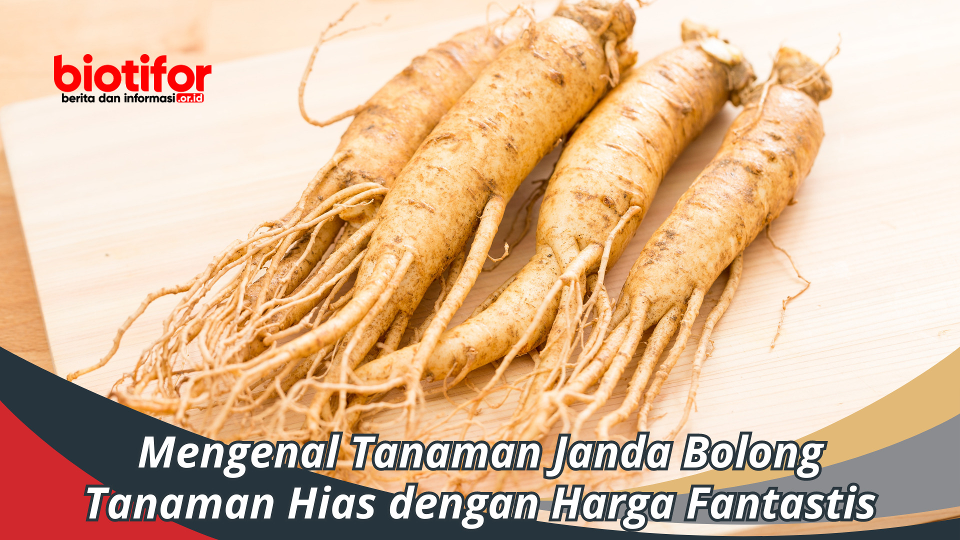 10+ Manfaat Ginseng untuk Kesehatan, Teruji oleh Riset Klinis