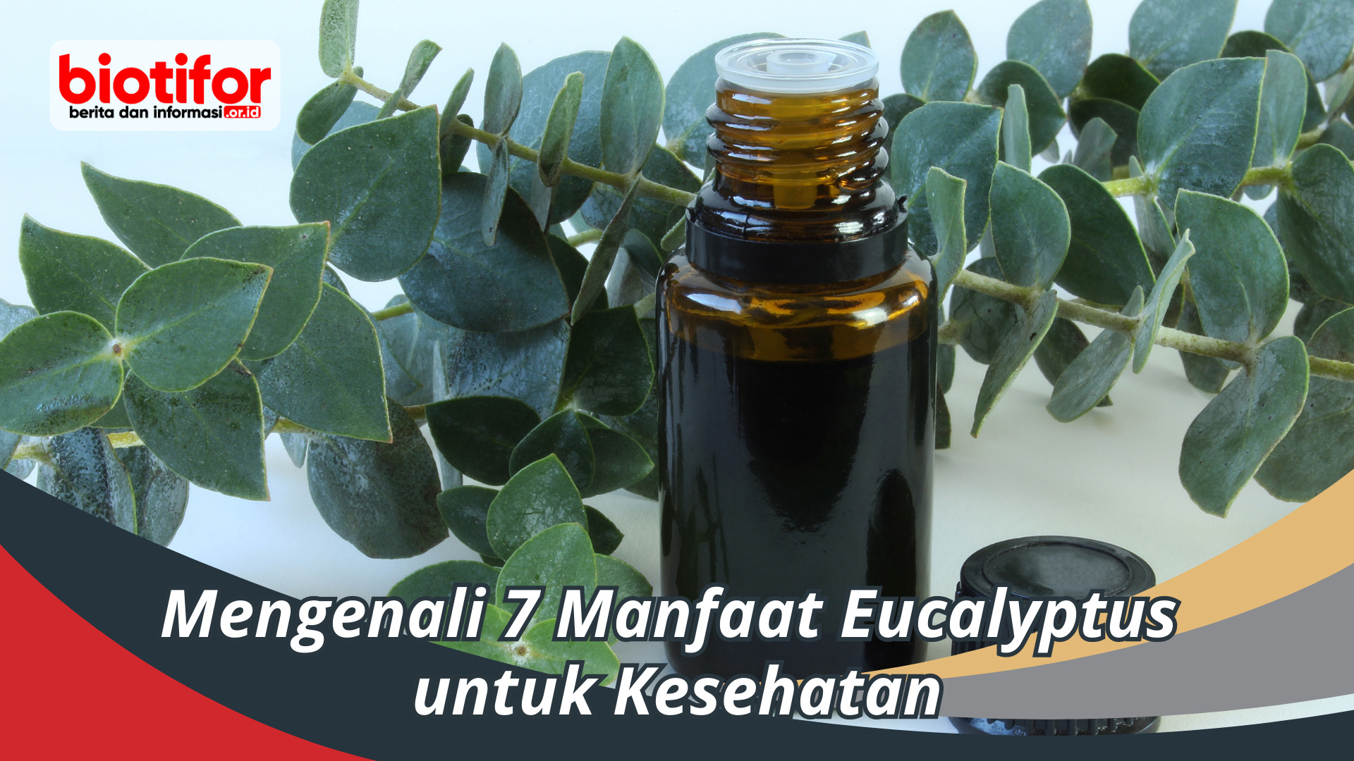 Mengenali 7 Manfaat Eucalyptus untuk Kesehatan