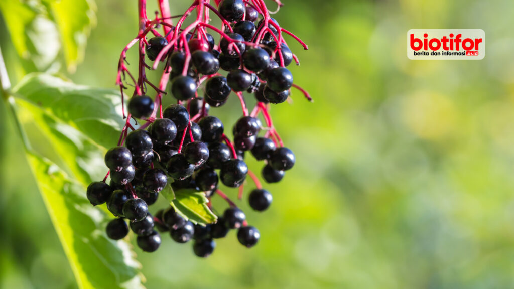 manfaat elderberry