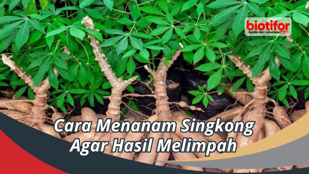 Cara Menanam Singkong Agar Hasil Melimpah Biotifor