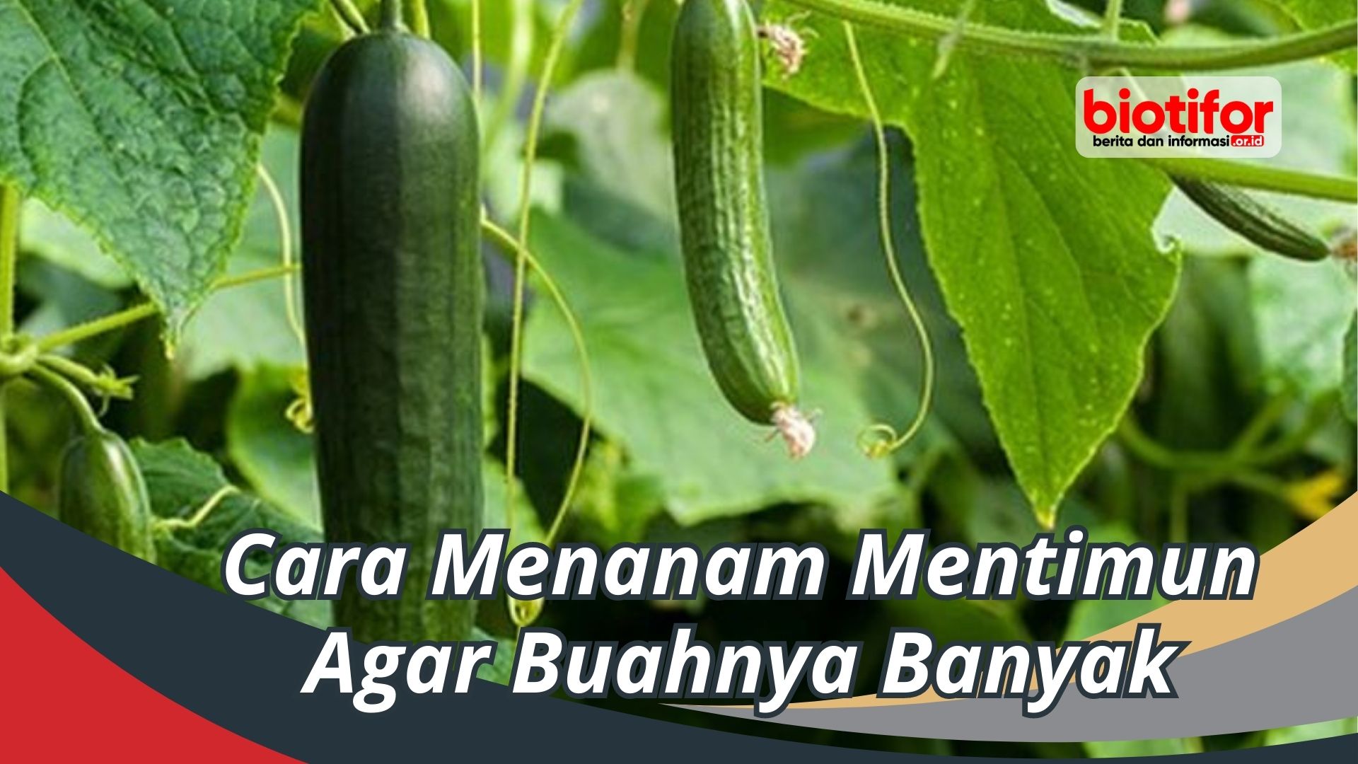 Cara Menanam Mentimun Agar Buahnya Banyak Biotifor 