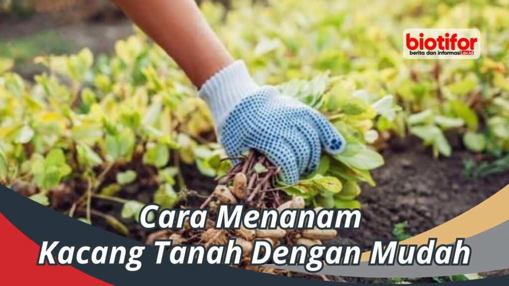 Cara Menanam Kacang Tanah Biotifor