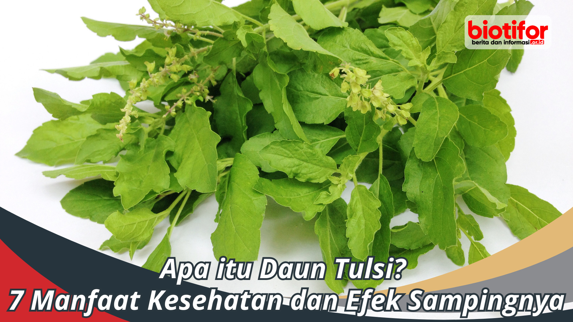 Apa itu Daun Tulsi? 7 Manfaat Kesehatan dan Efek Sampingnya