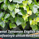 Tanaman English Ivy