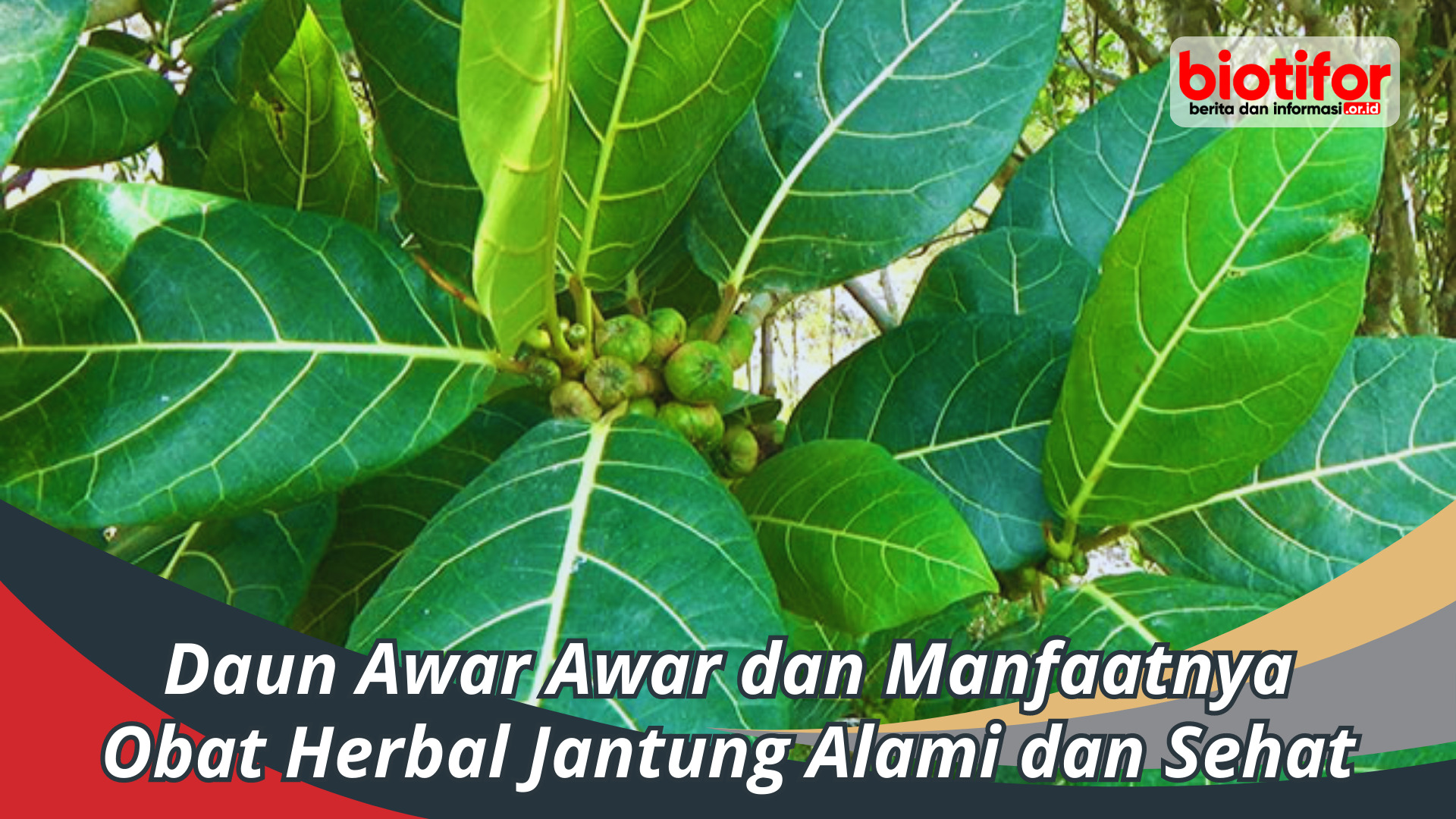 Daun Awar Awar dan Manfaatnya: Obat Herbal Jantung Alami