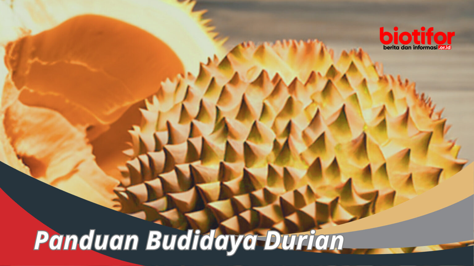 Panduan Budidaya Durian : Langkah Awal Hingga Akhir