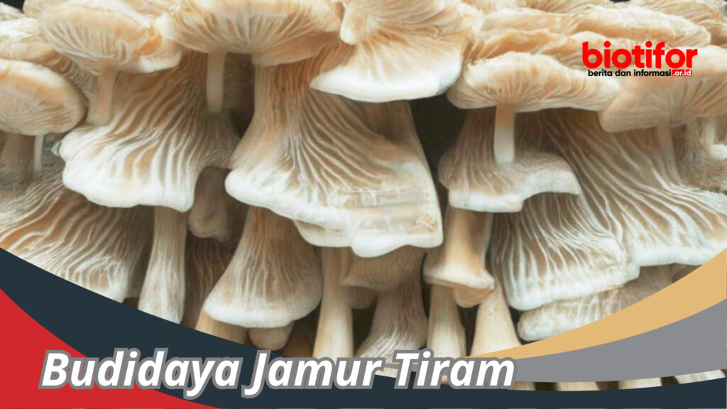 Budidaya Jamur Tiram Panduan Lengkap Menanam Di Rumah 3752