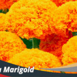 Bunga Marigold