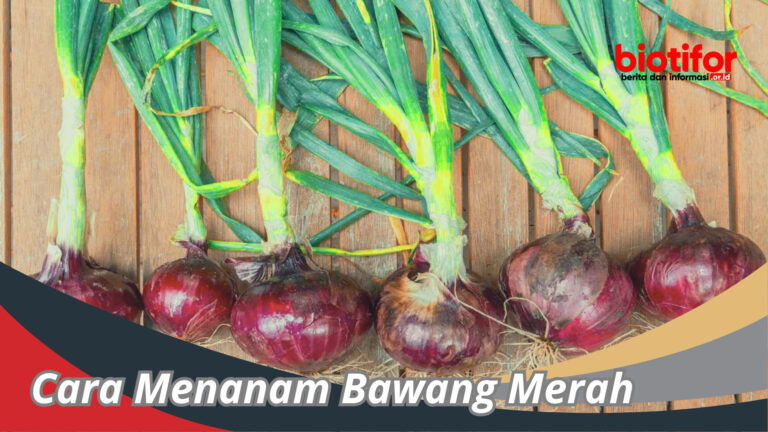 Cara Menanam Bawang Merah Panduan Dan Perawatan Untuk Hasil Melimpah