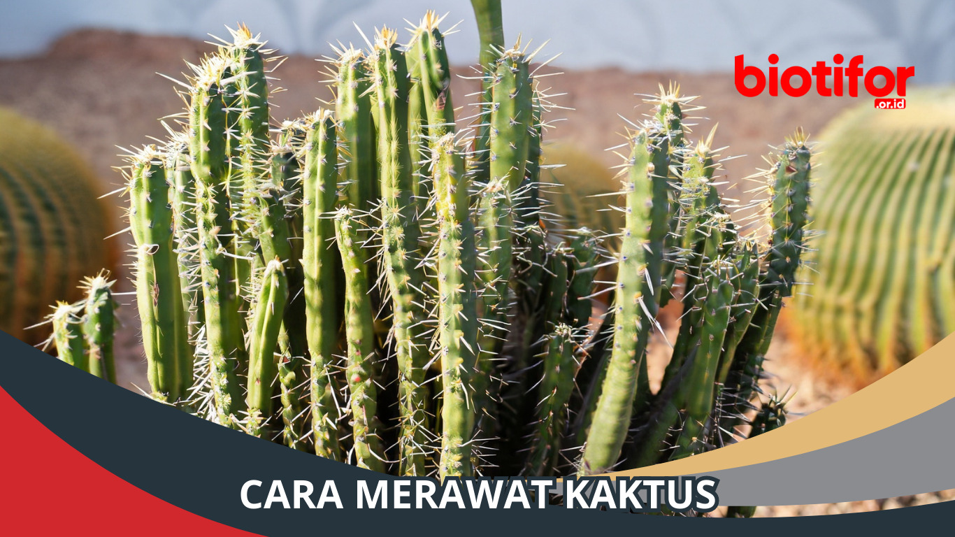 Cara Merawat Kaktus: Tips Menjaga Kaktus Tetap Sehat