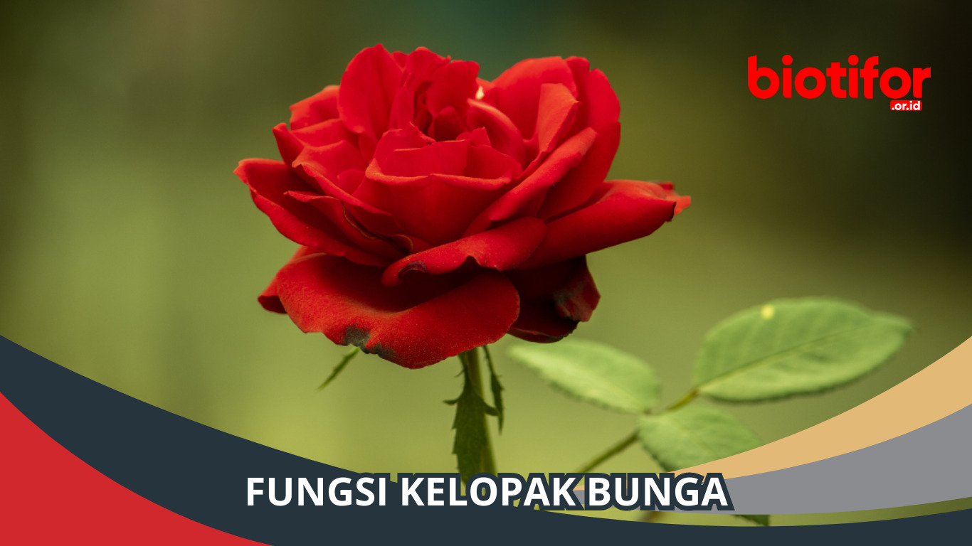 Fungsi Kelopak Bunga: Berperan Penting di Kehidupan Tumbuhan