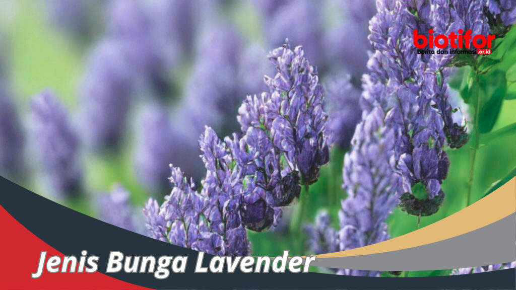 Jenis Bunga Lavender Mengenal Dan Perawatannya