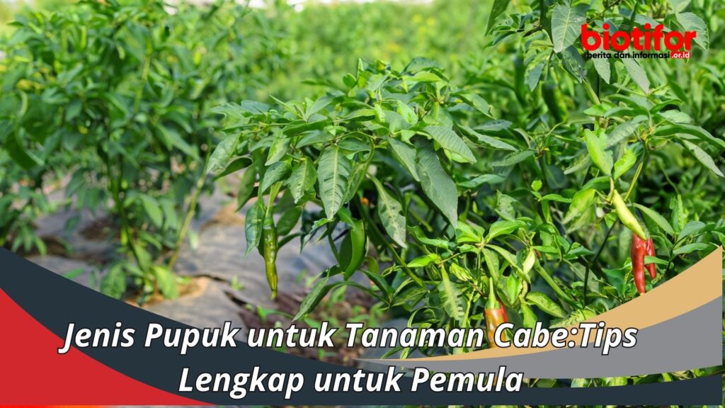 Jenis Pupuk Untuk Tanaman Cabe Tips Lengkap Untuk Pemula