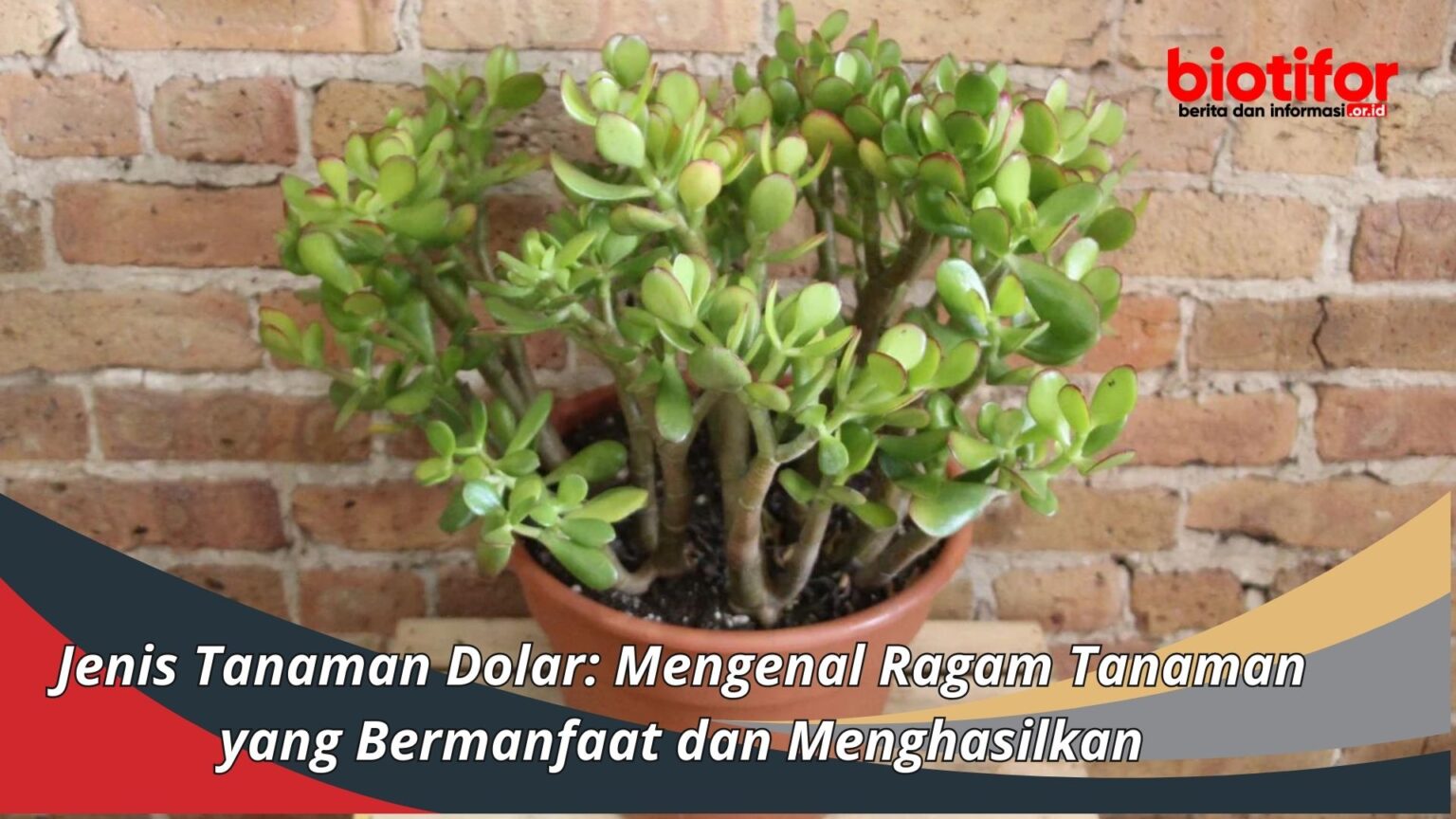 Jenis Tanaman Dolar Mengenal Ragam Tanaman Yang Bermanfaat Dan Menghasilkan