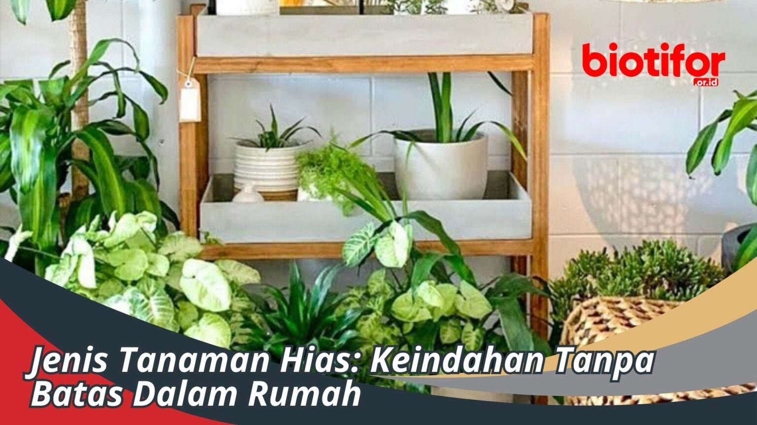 Jenis Tanaman Hias: Keindahan Tanpa Batas Dalam Rumah