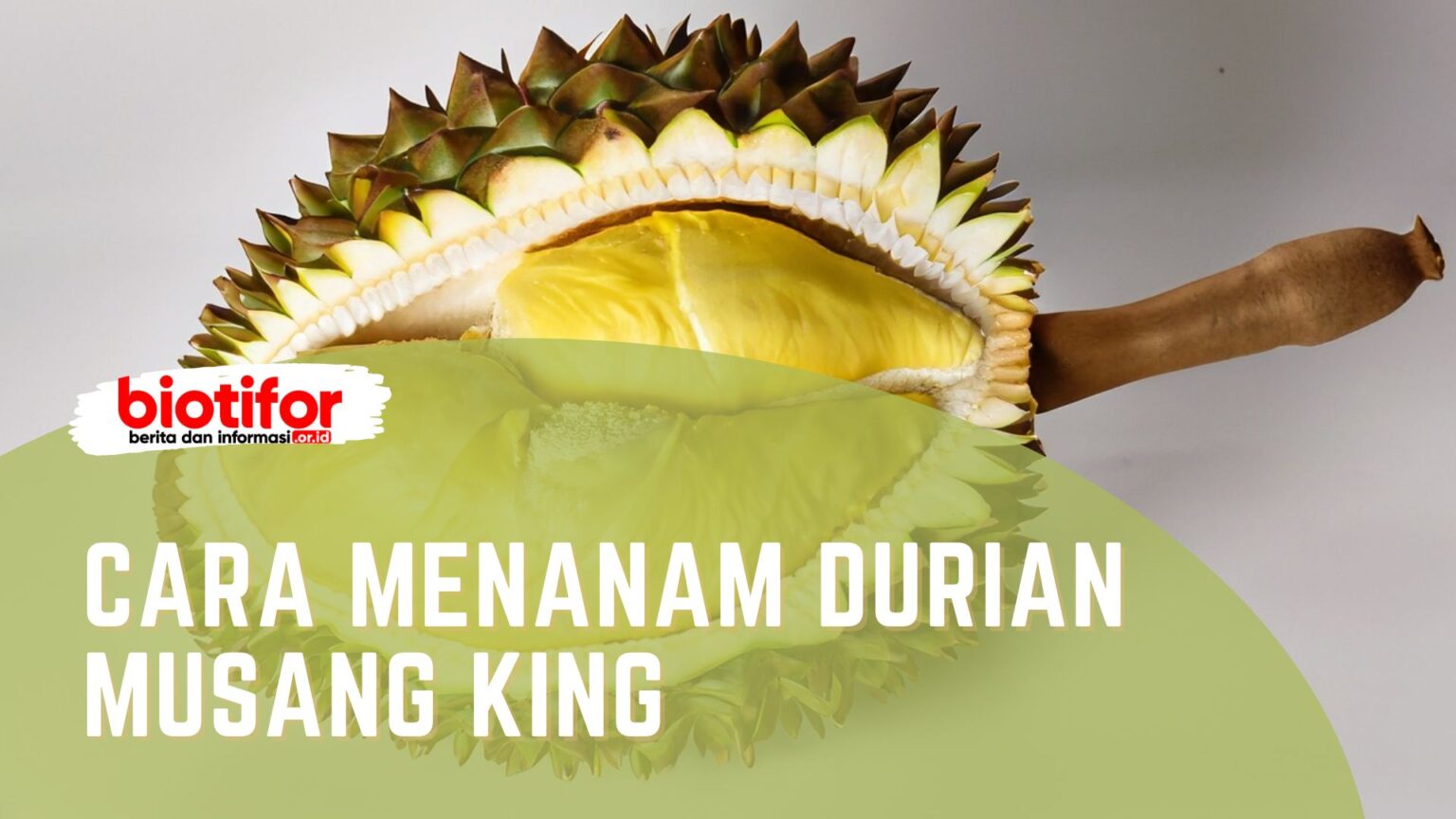 Cara Menanam Durian Musang King Biotifor