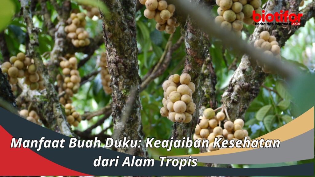 Manfaat Buah Duku: Keajaiban Kesehatan Dari Alam Tropis