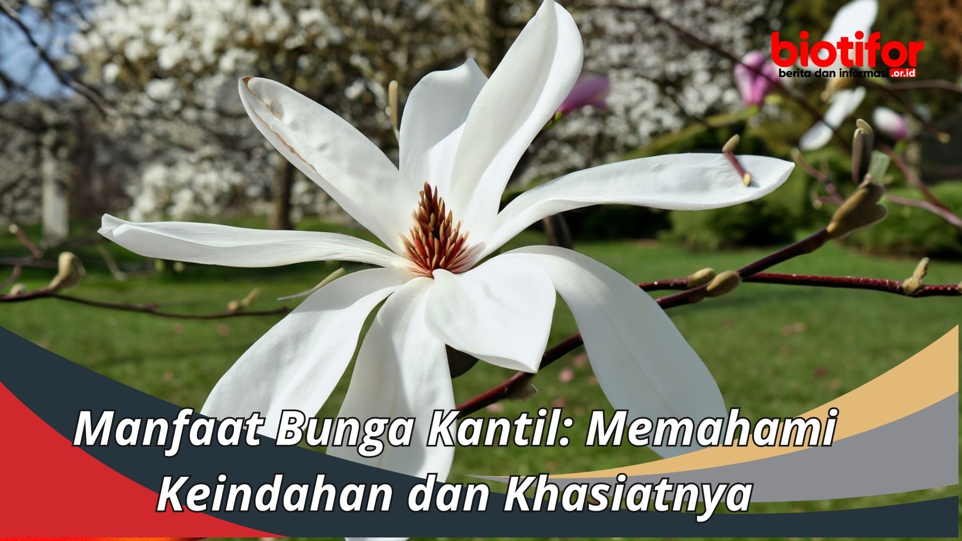 Manfaat Bunga Kantil: Memahami Keindahan dan Khasiatnya