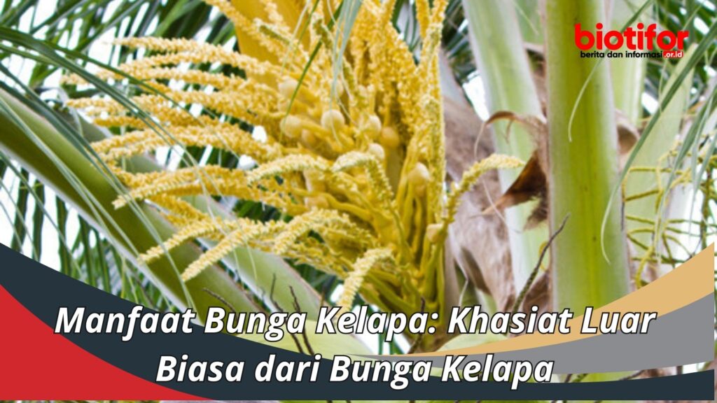 Manfaat Bunga Kelapa Khasiat Luar Biasa Dari Bunga Kelapa Biotifor