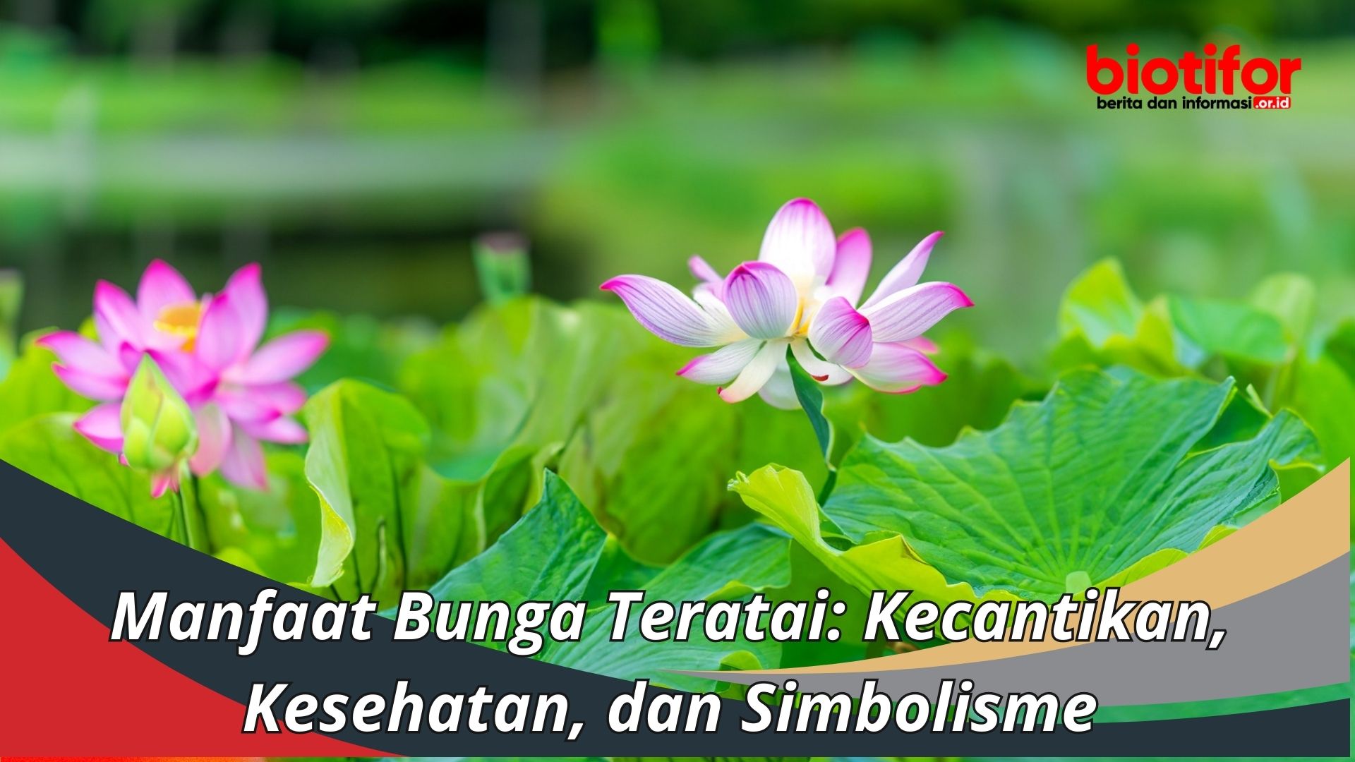 Manfaat Bunga Teratai Kecantikan Kesehatan Dan Simbolisme Biotifor 6940