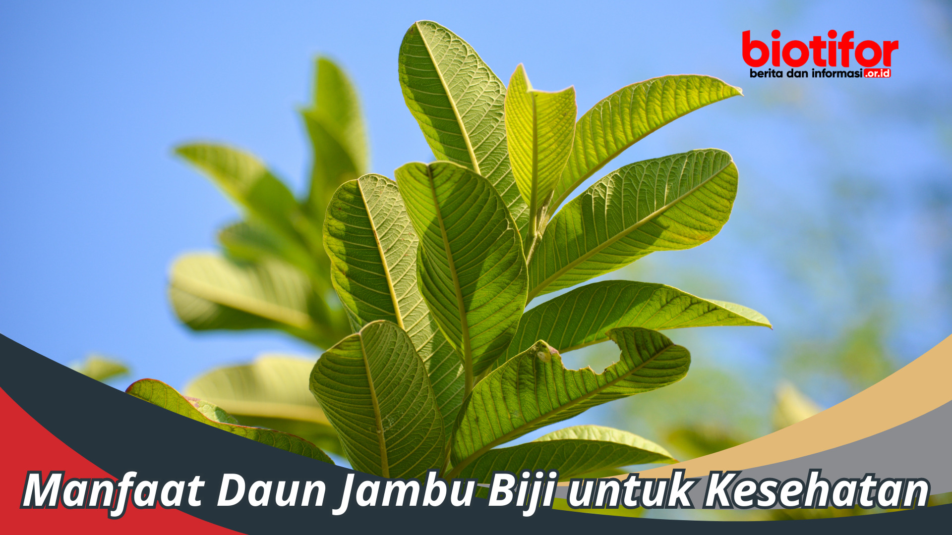 Manfaat Daun Jambu Biji : Atasi berbagai Masalah Kesehatan