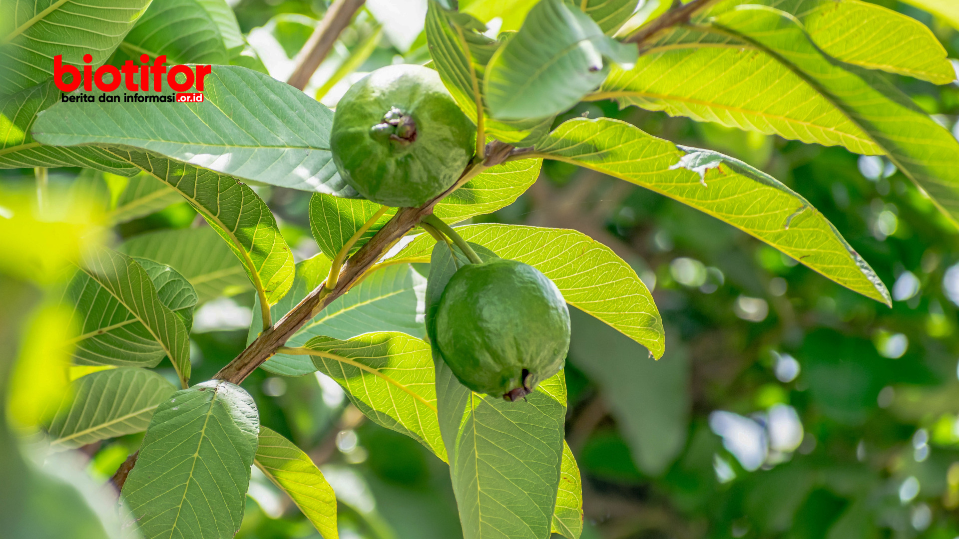 Manfaat Daun Jambu Biji Atasi Berbagai Masalah Kesehatan Biotifor 0736