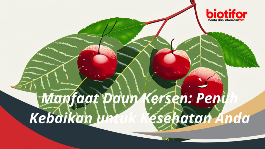 Manfaat Daun Kersen: Penuh Kebaikan Untuk Kesehatan Anda - Biotifor