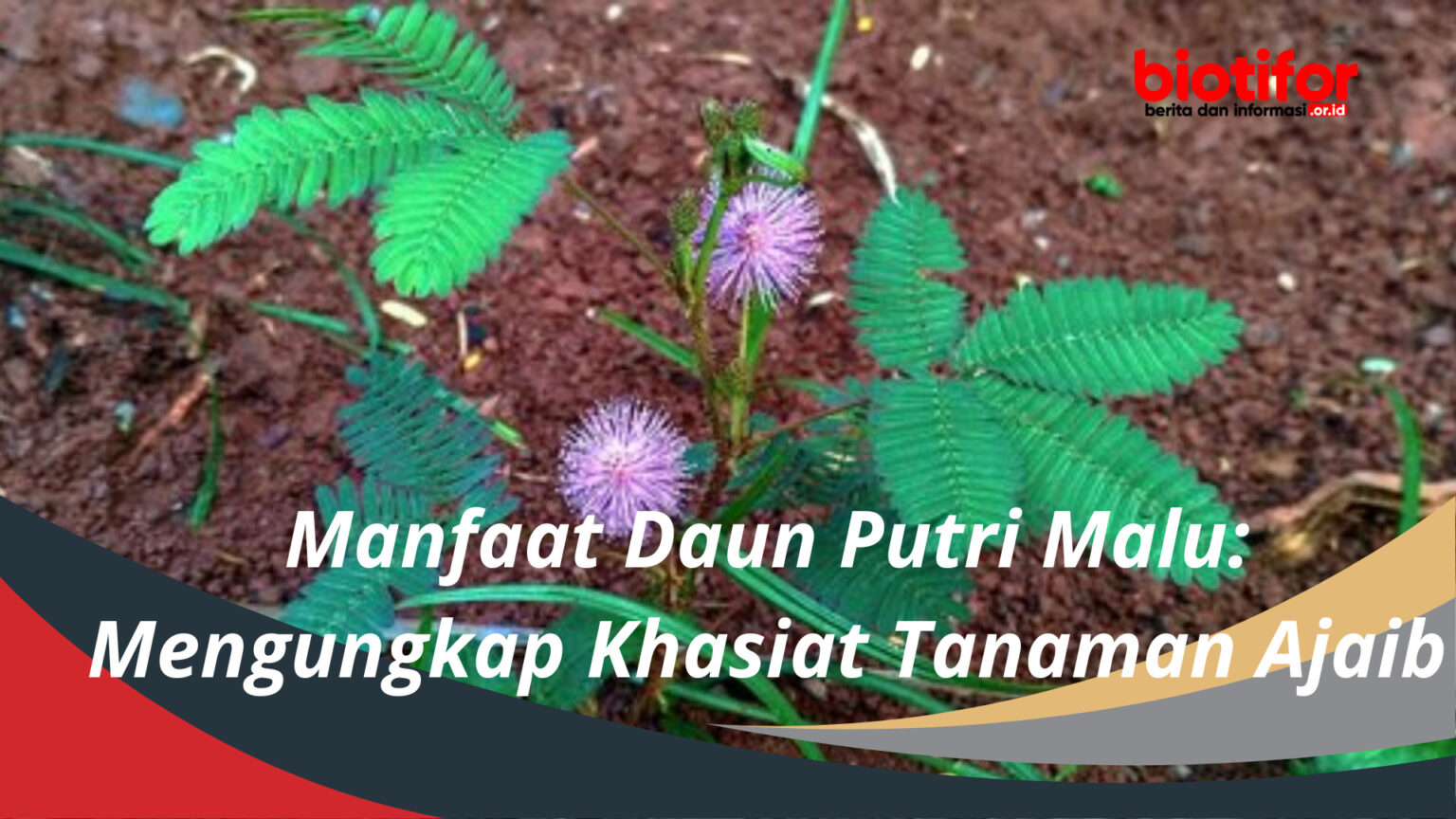 Manfaat Tanaman Putri Malu: Khasiat Ajaib untuk Kesehatan dan Kehidupan