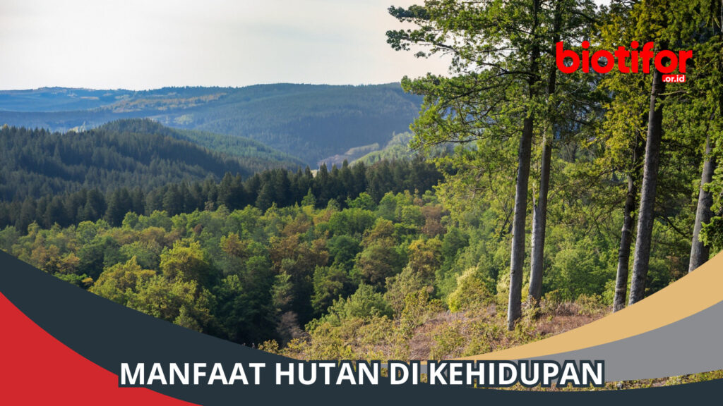 Manfaat Hutan: Melestarikan Hutan Demi Kehidupan Manusia - Biotifor